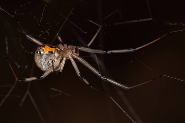 Female Adult Brown Widow of the species Latrodectus geometricus clipart