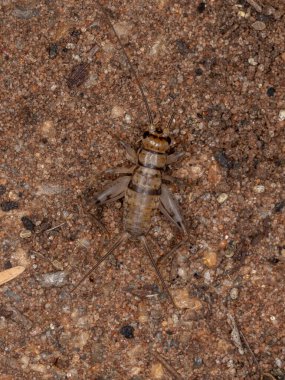 Gryllodes cinsinin küçük tarla çekirgesi