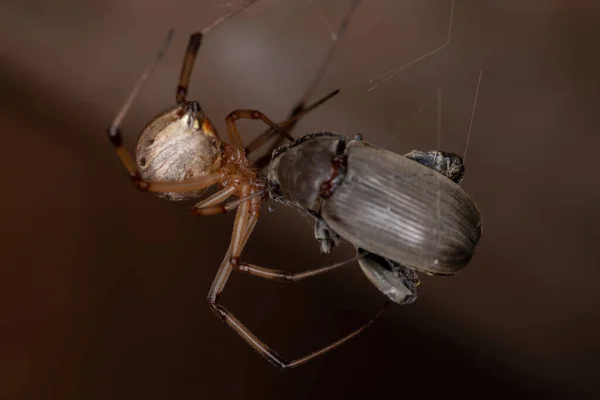 メス成虫ブラウン甲虫を捕食するラトロデクタス属の種の未亡人 — ストック写真