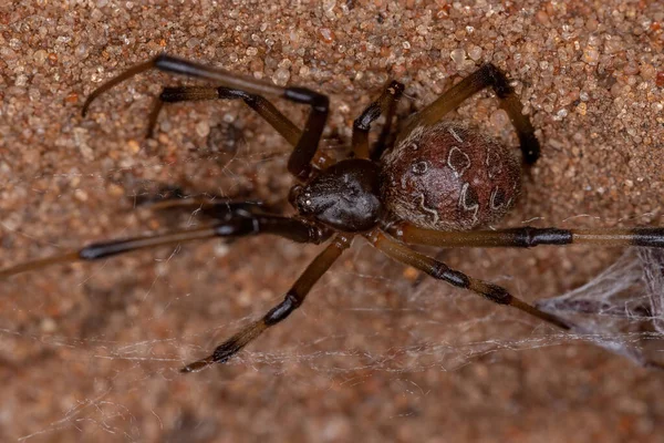 Red Female Adult Brown Widow Species Latrodectus Geometricus — Stock Photo, Image