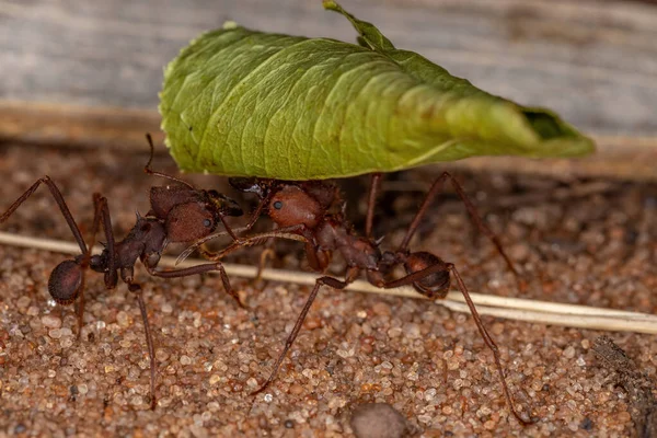 Atta Blattschneider Ameise Der Gattung Atta Bei Der Arbeit — Stockfoto