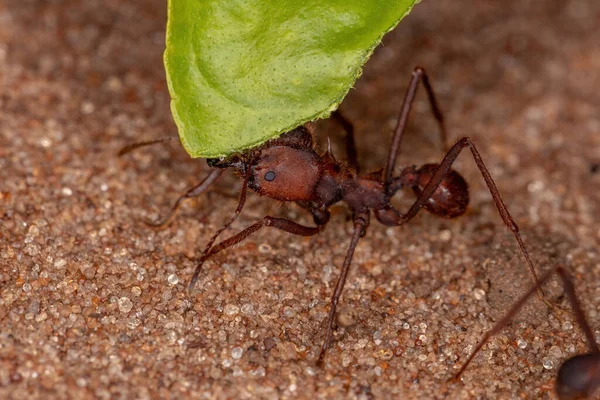 Atta Leaf Cutter Ant Genus Atta Working — Stock Photo, Image