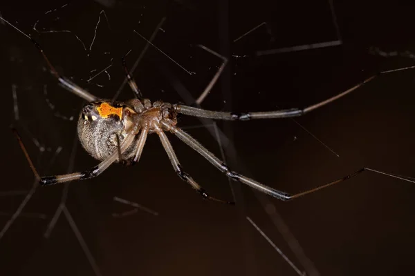 Weibliche Erwachsene Braune Witwe Der Art Latrodectus Geometricus — Stockfoto