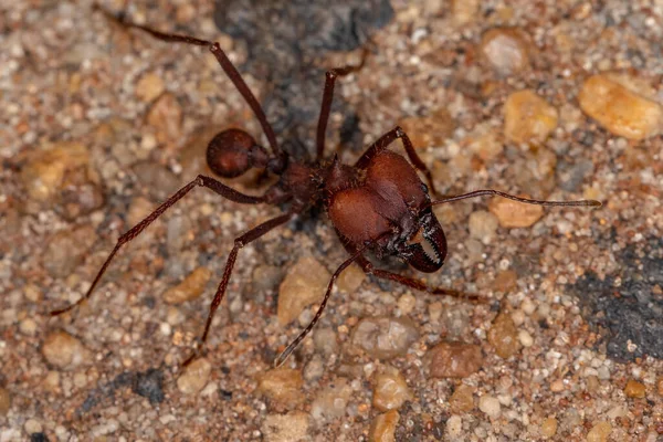 Atta Leaf Cutter Ant Genus Atta Working — Stock Photo, Image