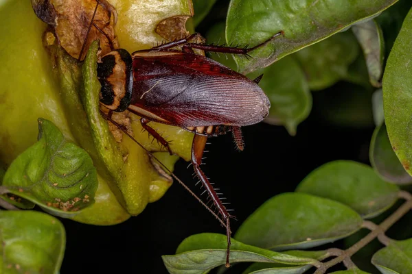 Karaluch Australijski Gatunku Periplaneta Australasiae Jedzący Owoce Karambola — Zdjęcie stockowe