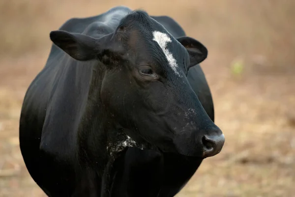 Vaca Adulta Una Granja Brasileña Con Enfoque Selectivo —  Fotos de Stock