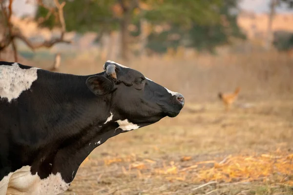 Vaca Adulta Uma Fazenda Brasileira Com Foco Seletivo — Fotografia de Stock