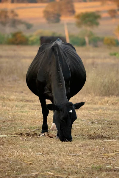 Adult Cow Brazilian Farm Selective Focus — Stock Photo, Image