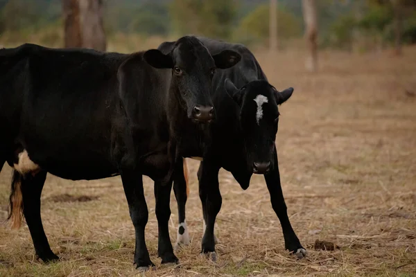 Vaca Adulta Uma Fazenda Brasileira Com Foco Seletivo — Fotografia de Stock