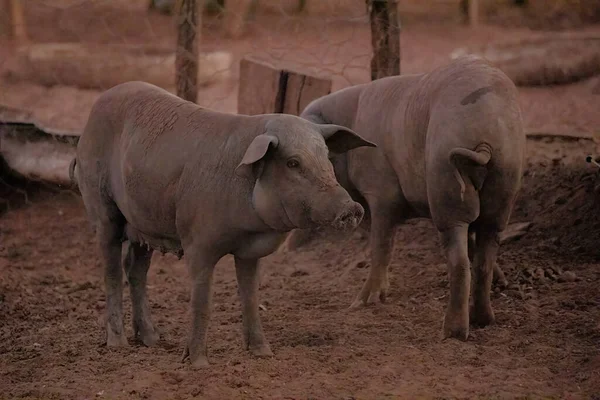 Porc Noir Élevé Dans Une Ferme Avec Une Orientation Sélective — Photo