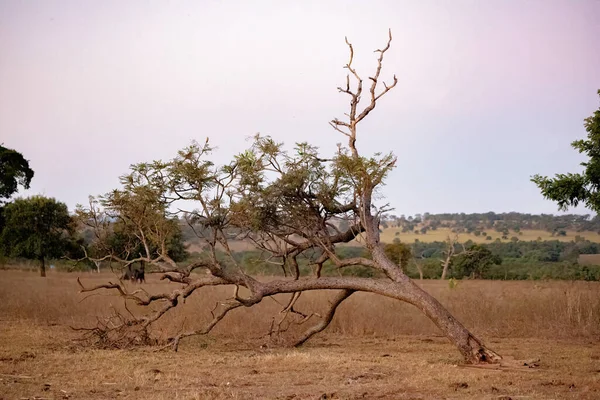 Duże Drzewo Angiospermowe Pastwisku Gospodarstwa — Zdjęcie stockowe