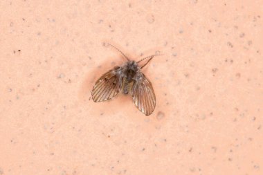 Tür Banyo Güvesi Midge Tıkanıklık Albipunctata