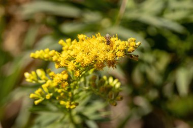 Seçici odaklı Solidago Chilensis türünün Anise Goldenrod Bitkisi