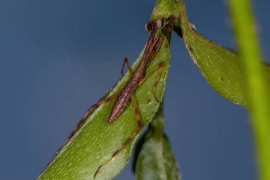 Mantidae ailesinden Küçük Mantid Nymph
