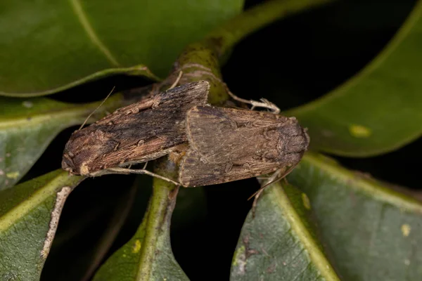 Ausgewachsene Unterirdische Dart Der Art Feltia Subterranea — Stockfoto