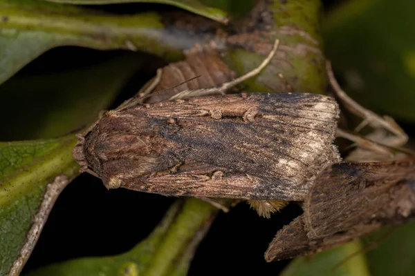 Dardo Subterráneo Femenino Adulto Especie Feltia Subterranea —  Fotos de Stock