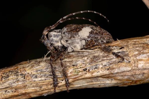 Adulto Escarabajo Longhorn Cara Plana Especie Cipriscola Fasciata —  Fotos de Stock