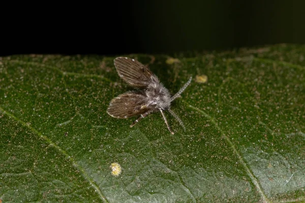 Ванная Моль Мидж Вида Clogmia Albipunctata — стоковое фото