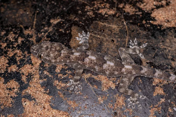 Casa Tropical Gecko Espécie Hemidactylus Mabouia — Fotografia de Stock