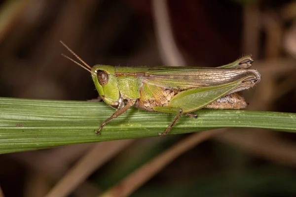 Adulto Stridulating Slantface Grasshopper Espécie Dichromorpha Australis — Fotografia de Stock