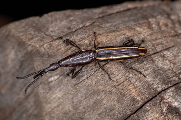 Adulto Focinho Reto Weevil Genus Brentus — Fotografia de Stock