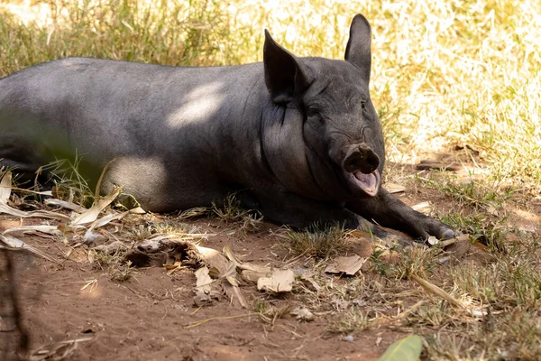 Cerdo Negro Criado Pocilga Granja Con Enfoque Selectivo — Foto de Stock