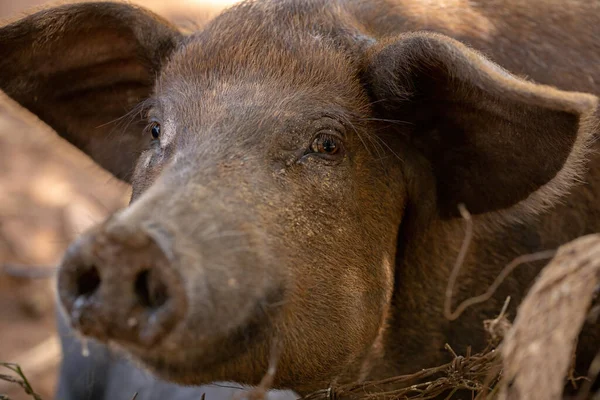 Schwarzes Schwein Stall Mit Selektivem Fokus Gezüchtet — Stockfoto