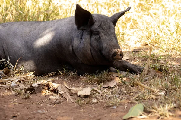 Schwarzes Schwein Stall Mit Selektivem Fokus Gezüchtet — Stockfoto