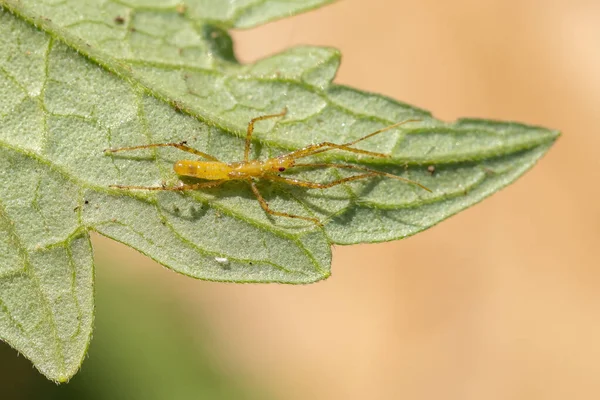 Suikastçı Böcek Reduviidae Ailesinden — Stok fotoğraf