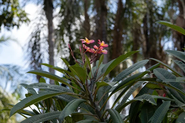 メキシコのプルメリア種プルメリア ルブラの植物 — ストック写真