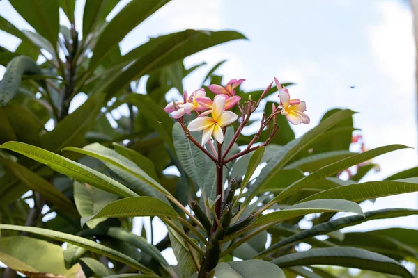 Πλουμερία Του Μεξικού Φυτό Του Είδους Plumeria Rubra — Φωτογραφία Αρχείου