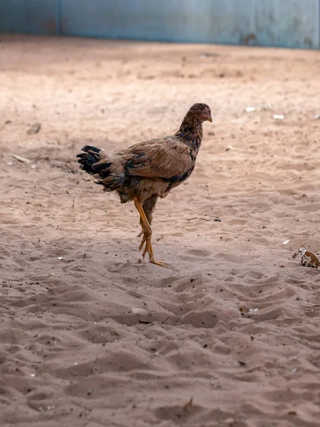 Domácí Kuřata Poddruhu Gallus Gallus Domesticus — Stock fotografie