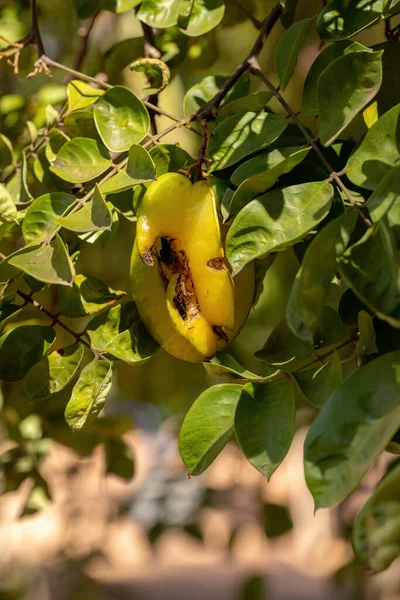 Green Star Fruit Species Averrhoa Carambola — Stock Photo, Image