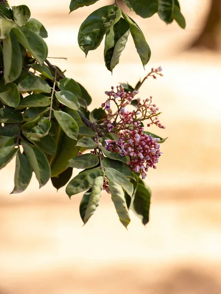 Starfruit Tree Flower Species Averrhoa Carambola Selective Focus — Stock Photo, Image