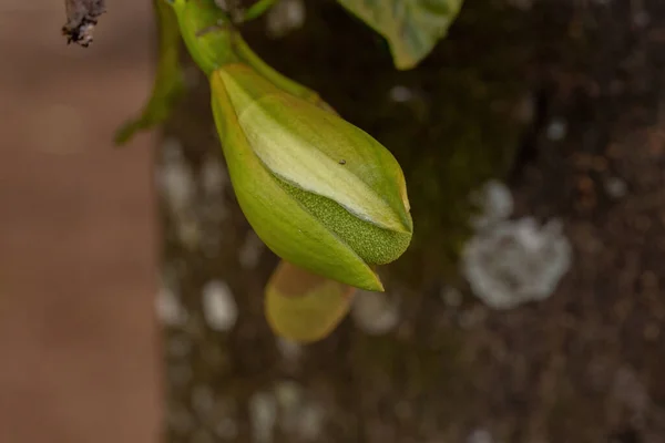 Cultivated Jackfruit Tree Species Artocarpus Heterophyllus — Stock Photo, Image