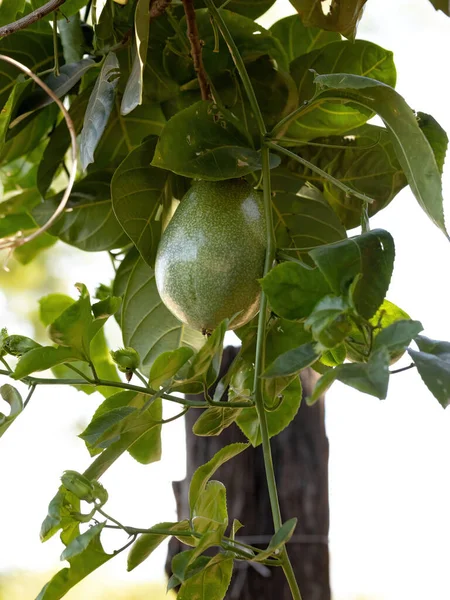 Fruto Pasión Común Especie Passiflora Edulis Con Enfoque Selectivo —  Fotos de Stock