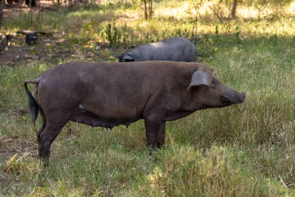 Maiale Nero Allevato Fattoria Sty Con Attenzione Selettiva — Foto Stock