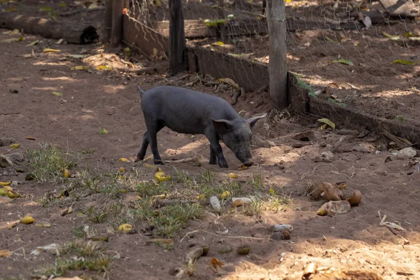 Cerdo Negro Criado Pocilga Granja Con Enfoque Selectivo —  Fotos de Stock