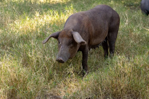 Porc Noir Élevé Dans Une Ferme Avec Une Orientation Sélective — Photo