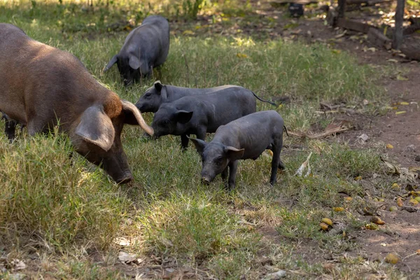 Porc Noir Élevé Dans Une Ferme Avec Une Orientation Sélective — Photo