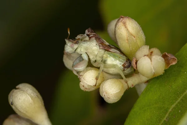 Bug Emboscada Adulto Subfamília Phymatinae Botões Flor Canela — Fotografia de Stock