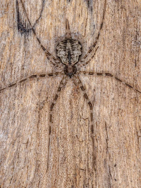 Взрослый Длинноногий Паук Семейства Herbidae — стоковое фото