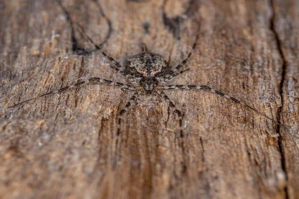 Dospělý Dlouhosrstý Pavouk Čeledi Hersiliidae — Stock fotografie