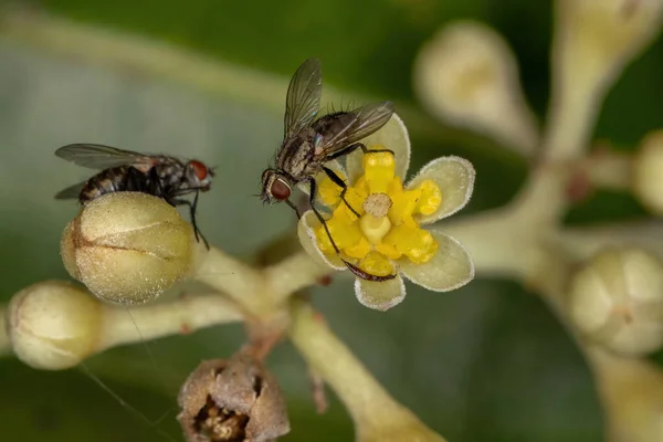 Cerda Adulta Mosca Familia Tachinidae Sobre Flores Canela —  Fotos de Stock