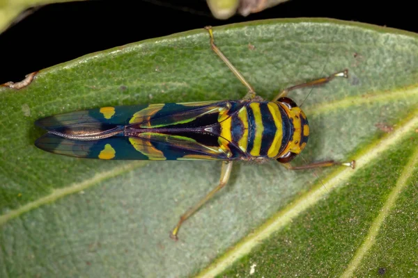 Adulto Leafhopper Típico Gênero Dilobopterus — Fotografia de Stock