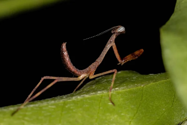 Petite Nymphe Mantide Famille Des Mantidés — Photo