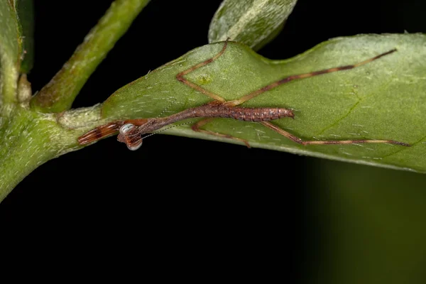 Pequeña Ninfa Mantida Familia Mantidae —  Fotos de Stock