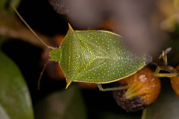 Adult Stink Bug Genus Loxa — Stock Photo, Image