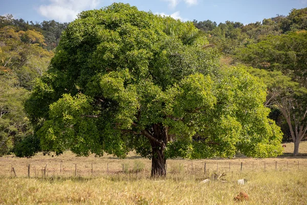 Grande Árvore Angiosperma Uma Área Pasto Uma Fazenda — Fotografia de Stock