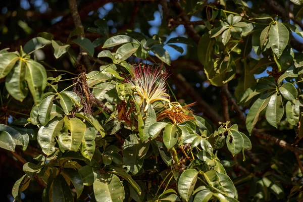 巴西水生植物Pachira Aquatica — 图库照片